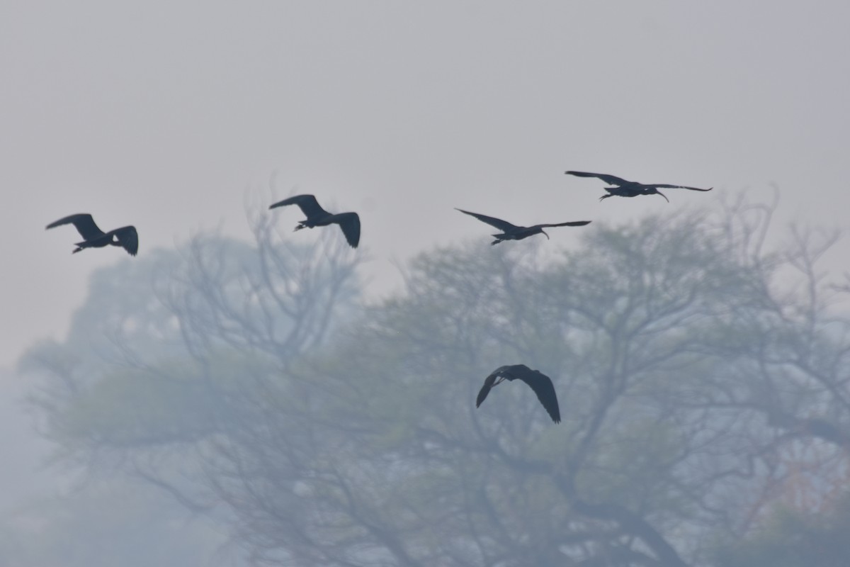 Eurasian Spoonbill - ML646434491