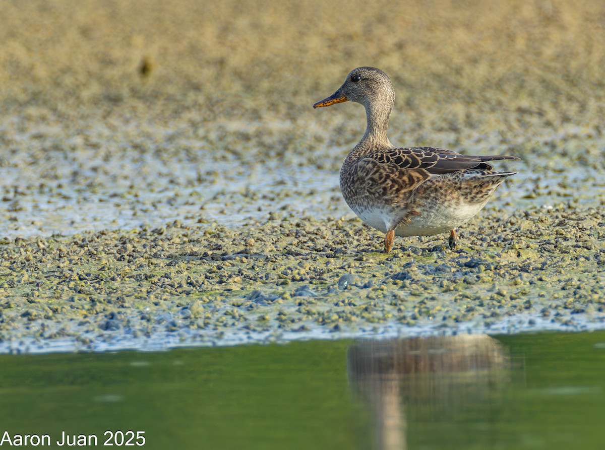 Boz Ördek - ML646434492