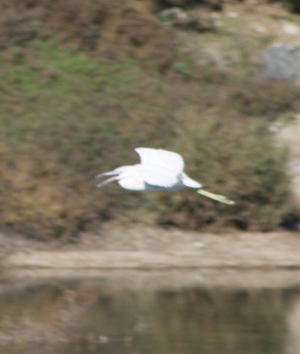 Little Blue Heron - ML646434493