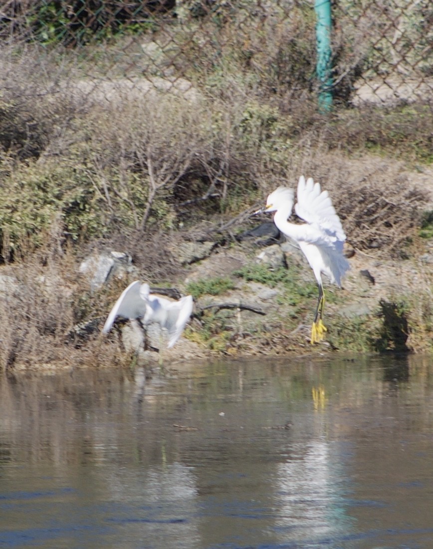 Little Blue Heron - ML646434494