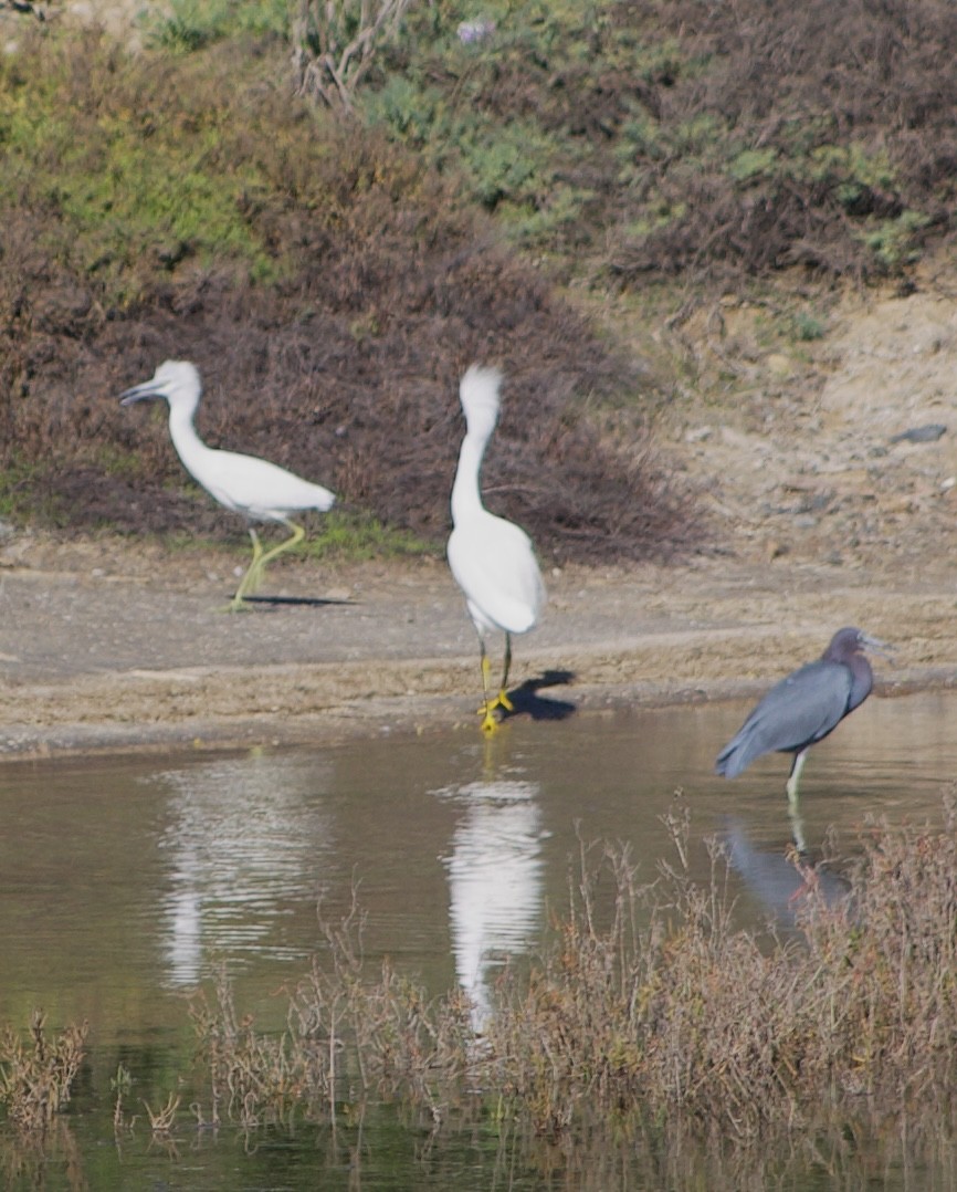 Little Blue Heron - ML646434495