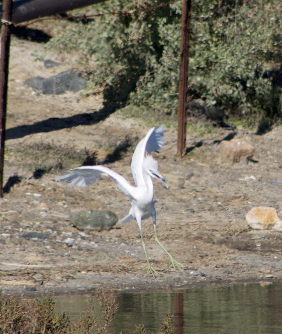 Little Blue Heron - ML646434496