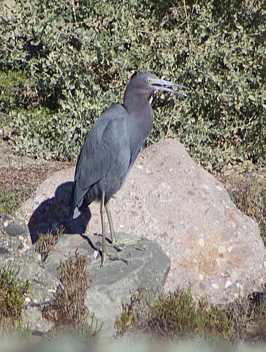 Little Blue Heron - ML646434497