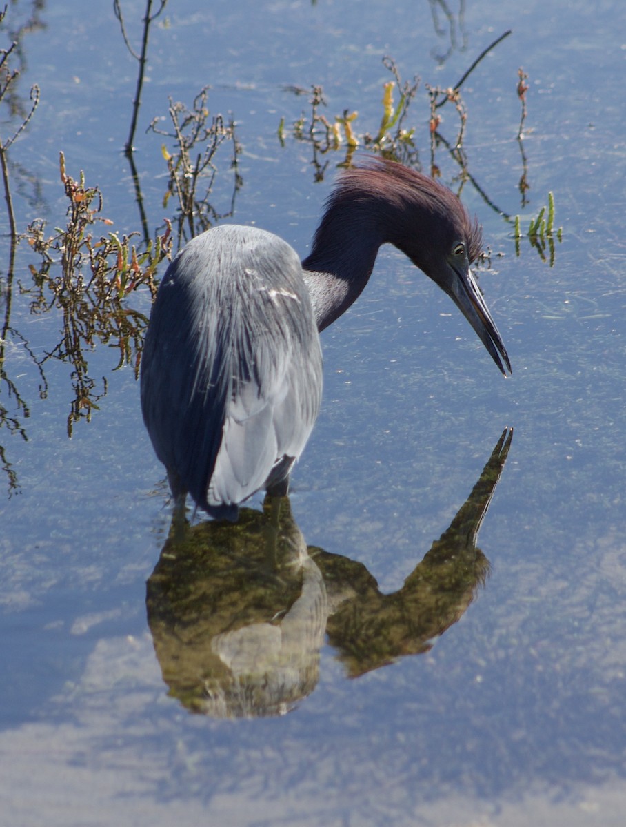 Little Blue Heron - ML646434498