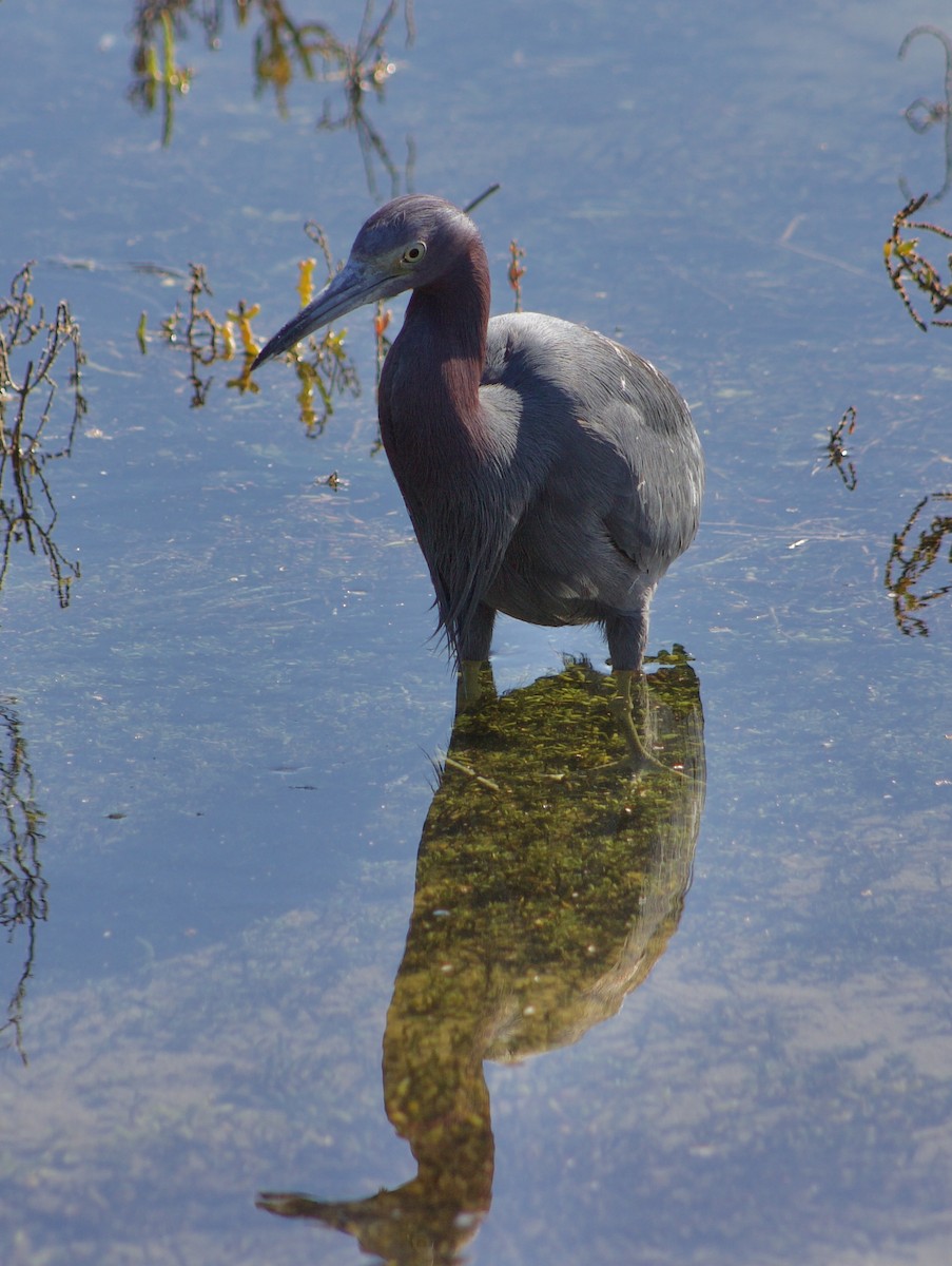 Little Blue Heron - ML646434499