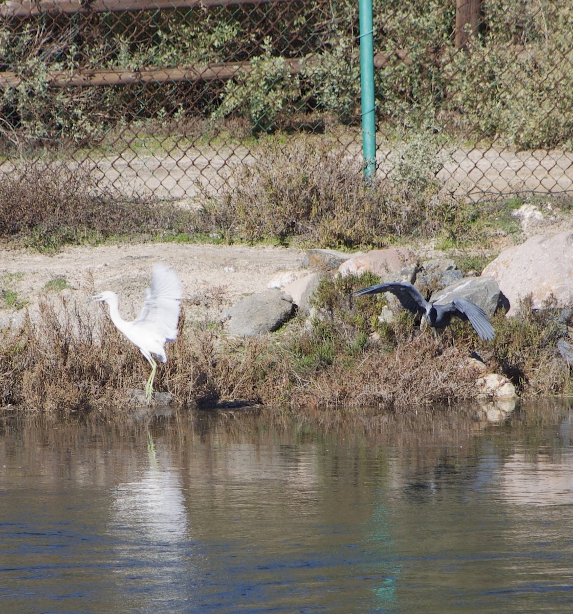 Little Blue Heron - ML646434500