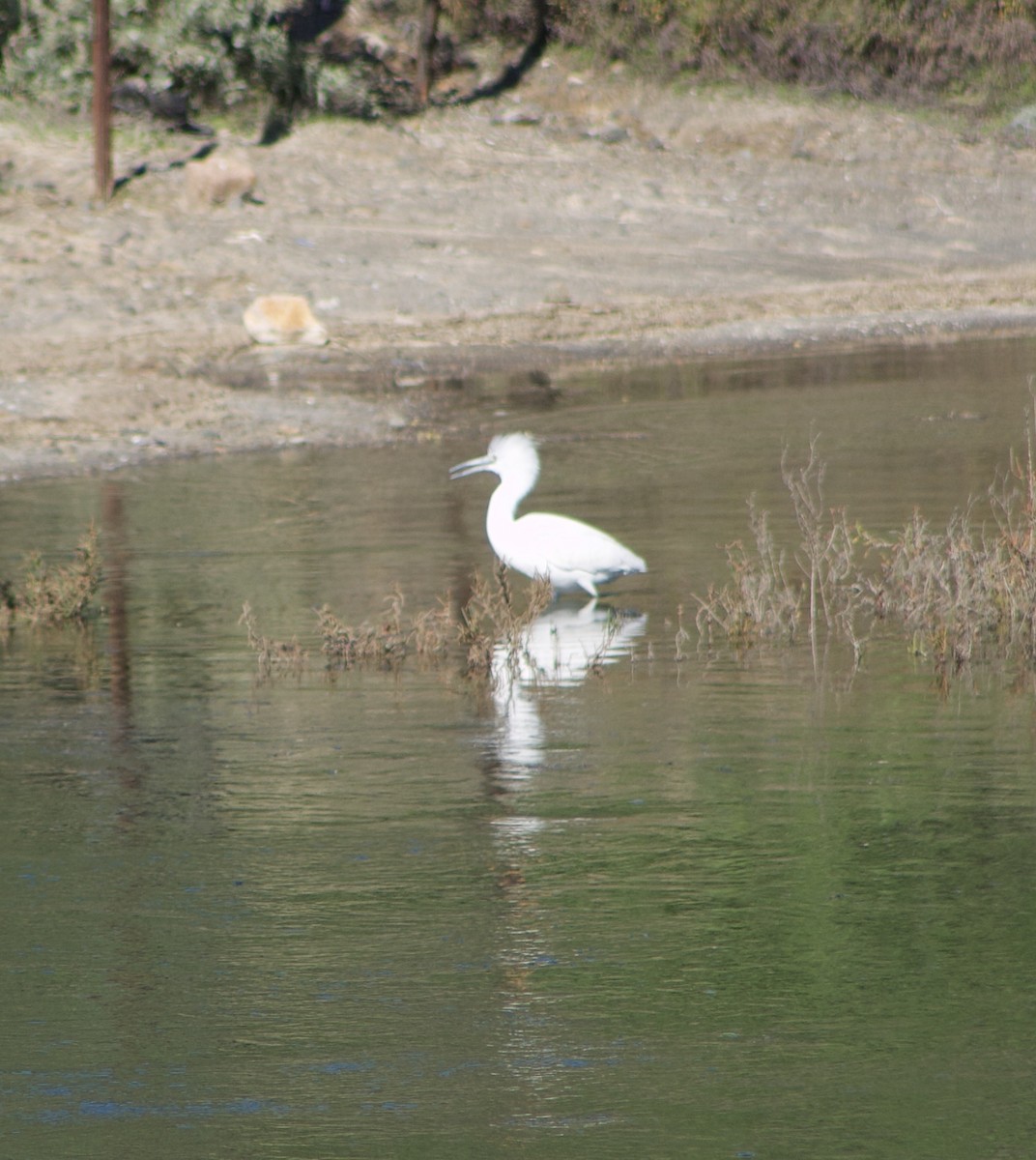 Little Blue Heron - ML646434501