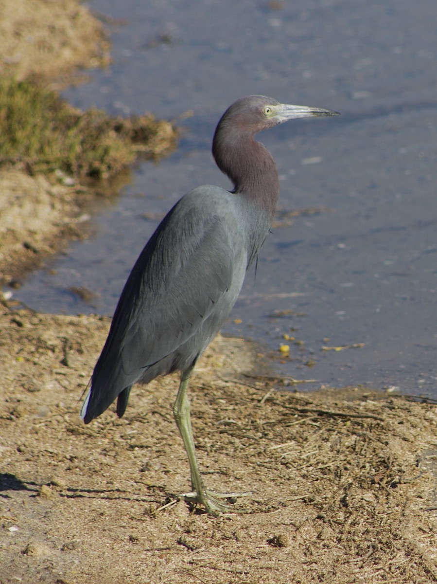 Little Blue Heron - ML646434502
