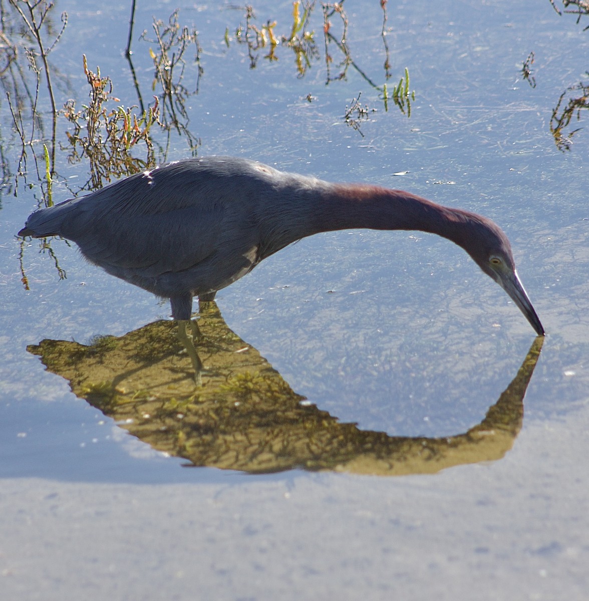 Little Blue Heron - ML646434503