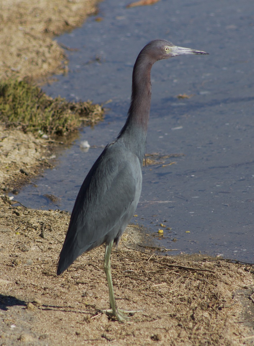 Little Blue Heron - ML646434504