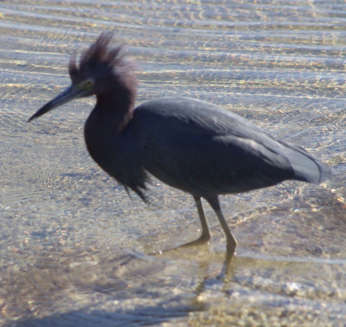 Little Blue Heron - ML646434505