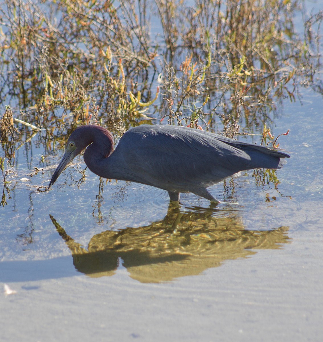 Little Blue Heron - ML646434506