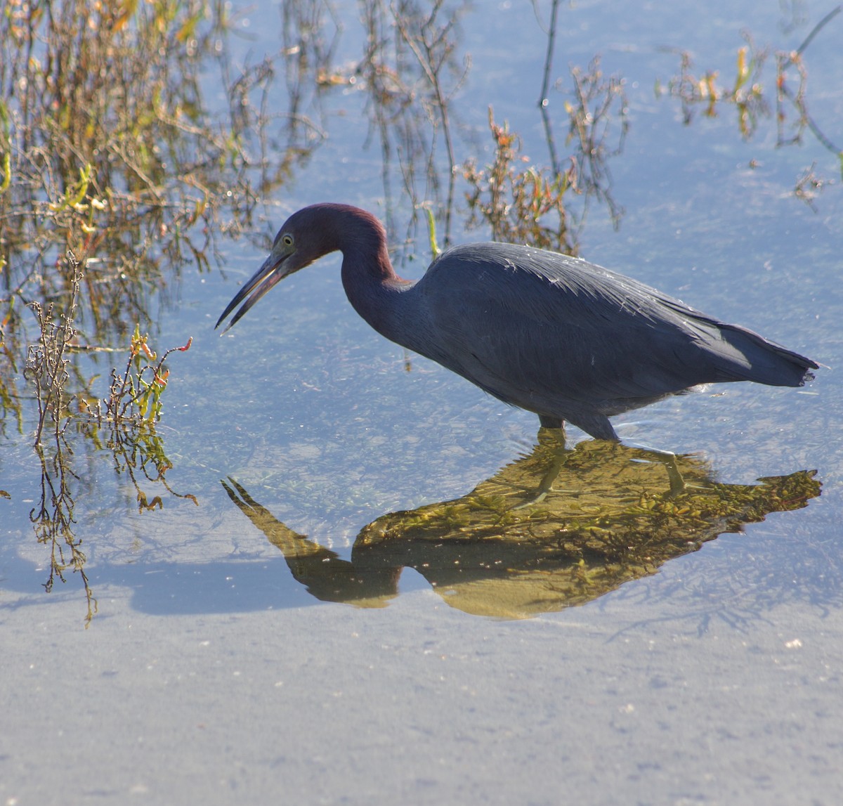 Little Blue Heron - ML646434507