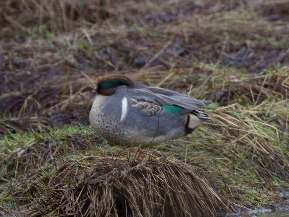 Green-winged Teal - ML646434508