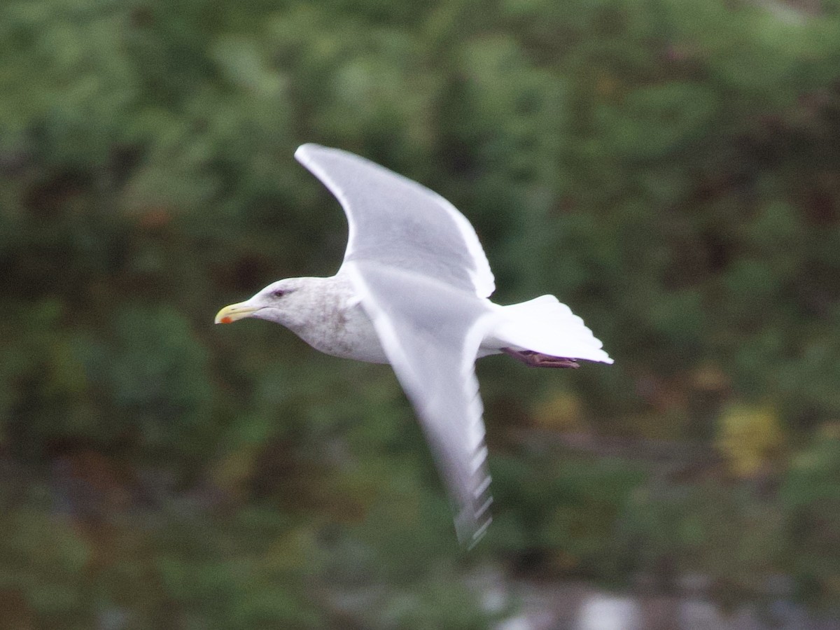 American Herring Gull - ML646434511