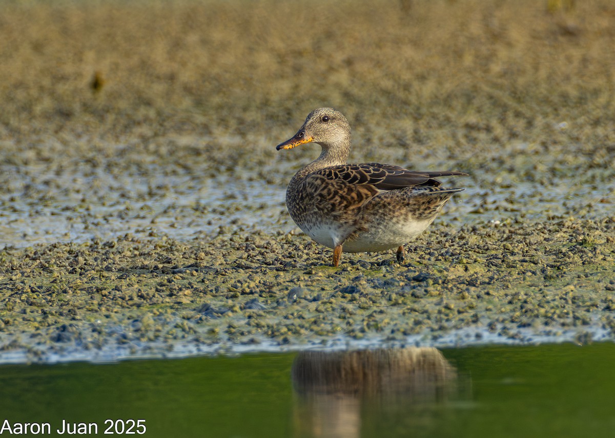 Boz Ördek - ML646434512