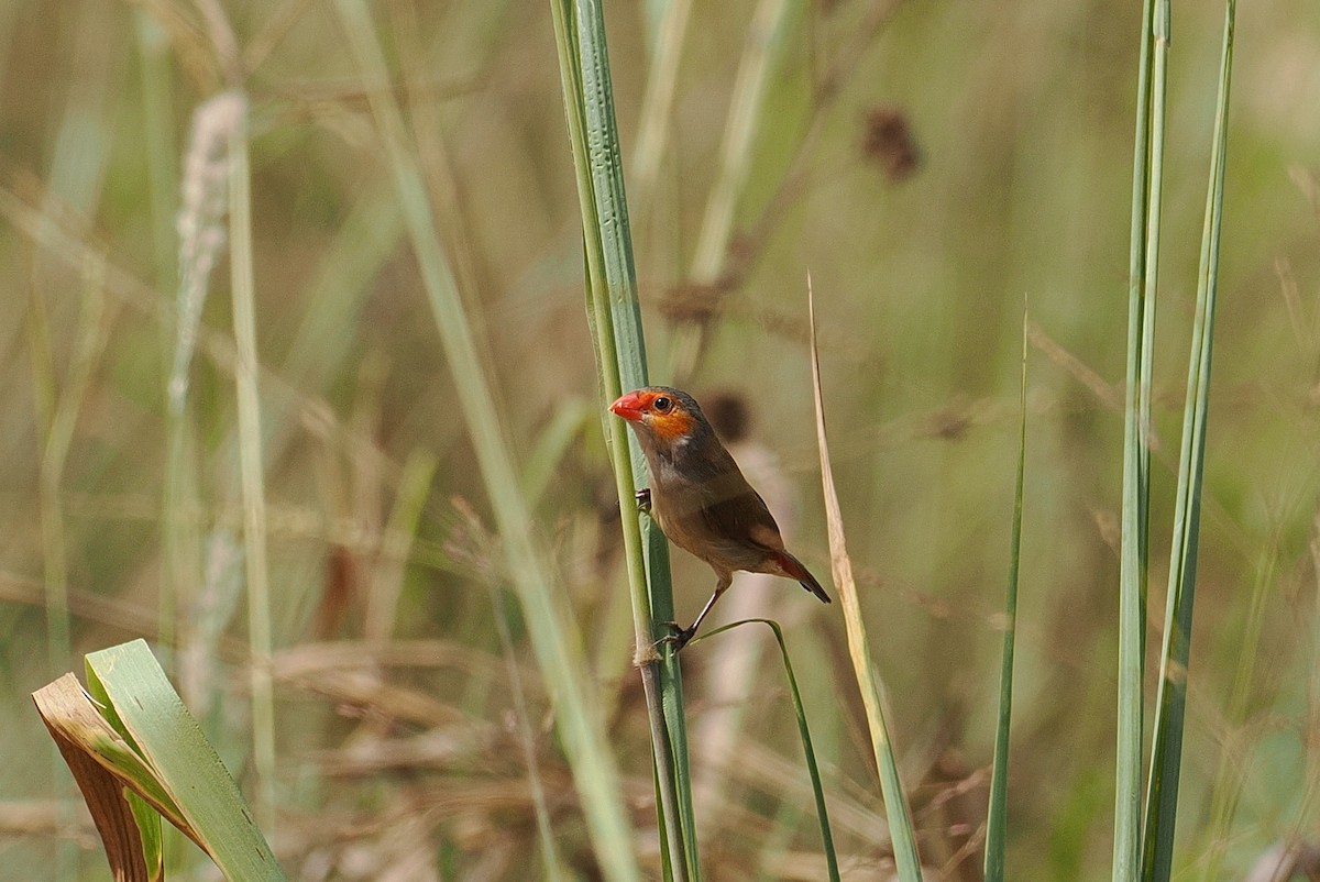 Orange-cheeked Waxbill - ML646434513