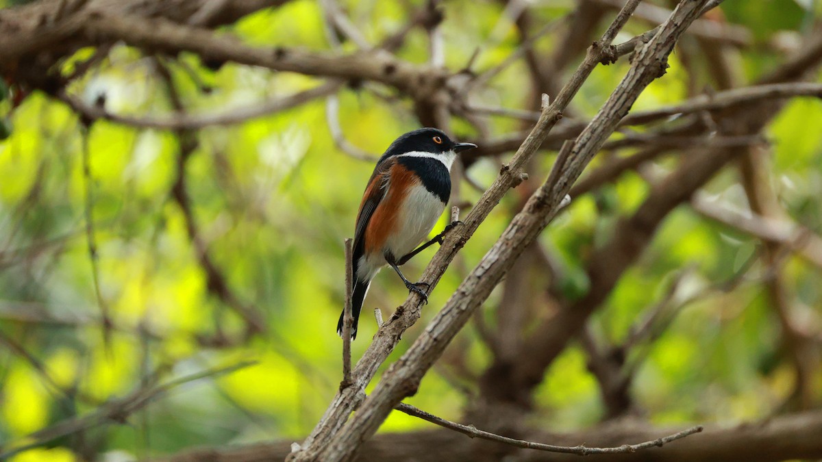 Cape Batis (Cape) - ML646434516