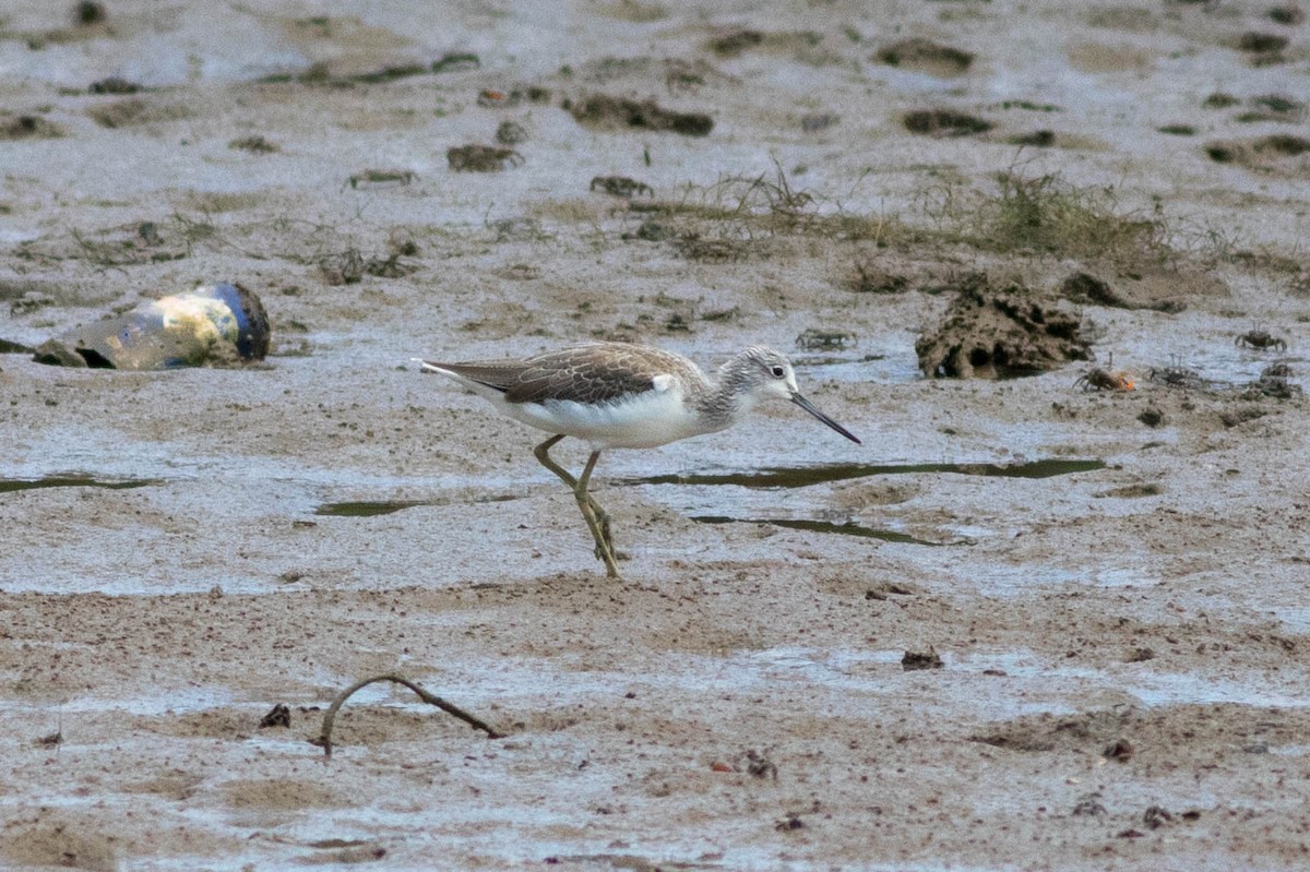 Common Greenshank - ML646434517