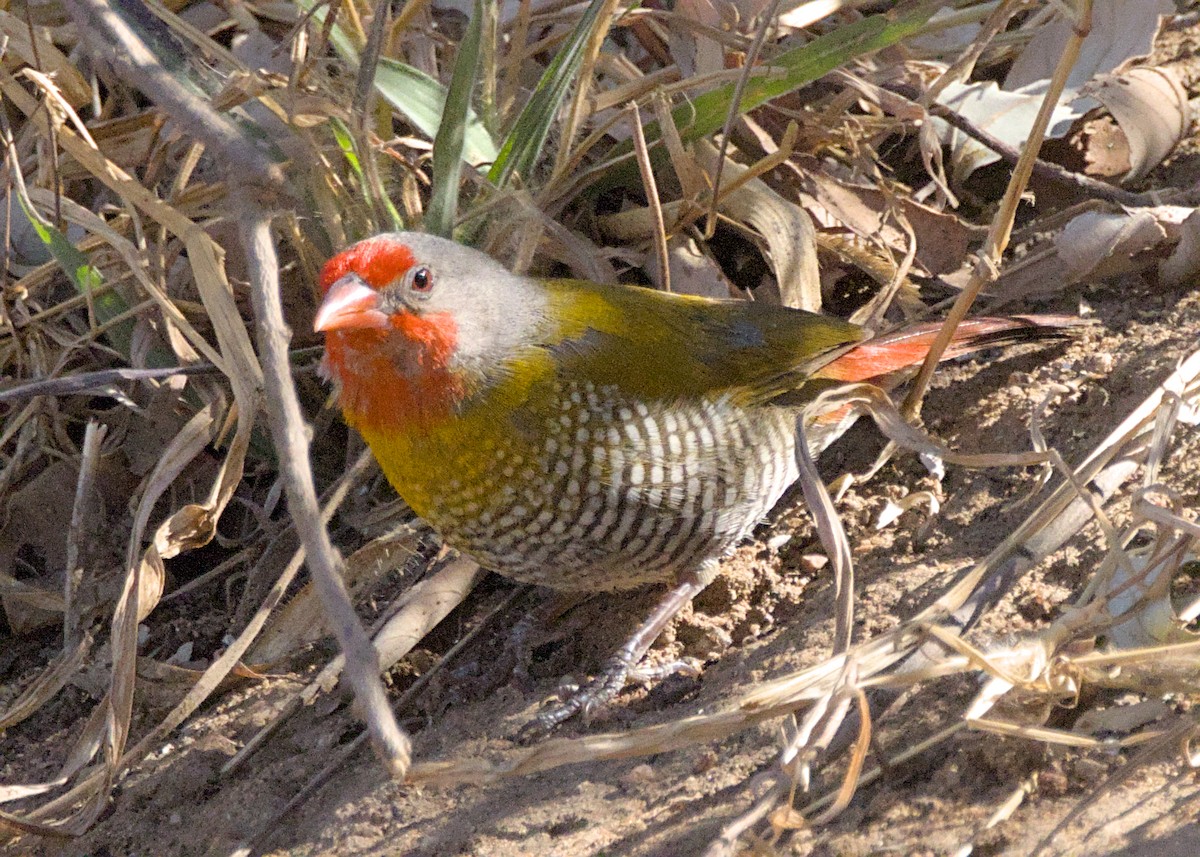 Green-winged Pytilia - ML646434518