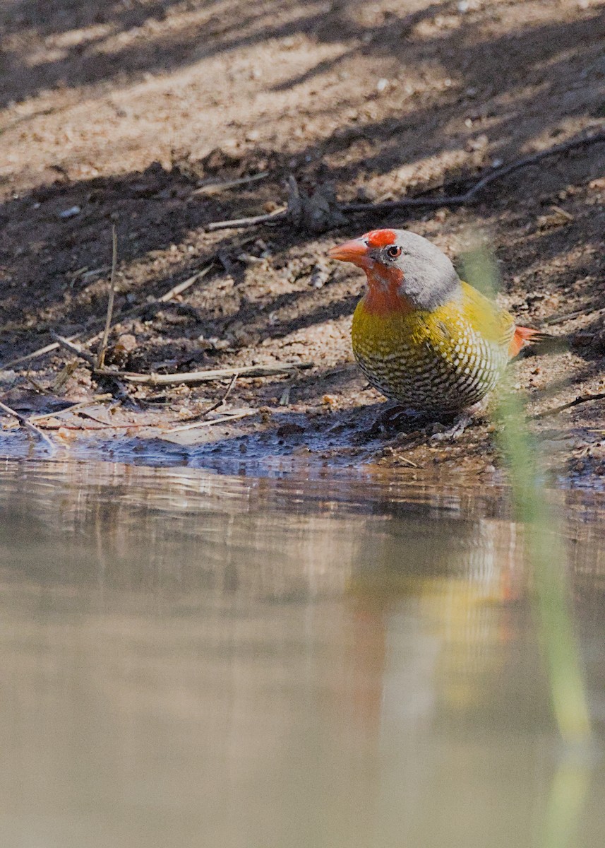 Green-winged Pytilia - ML646434519