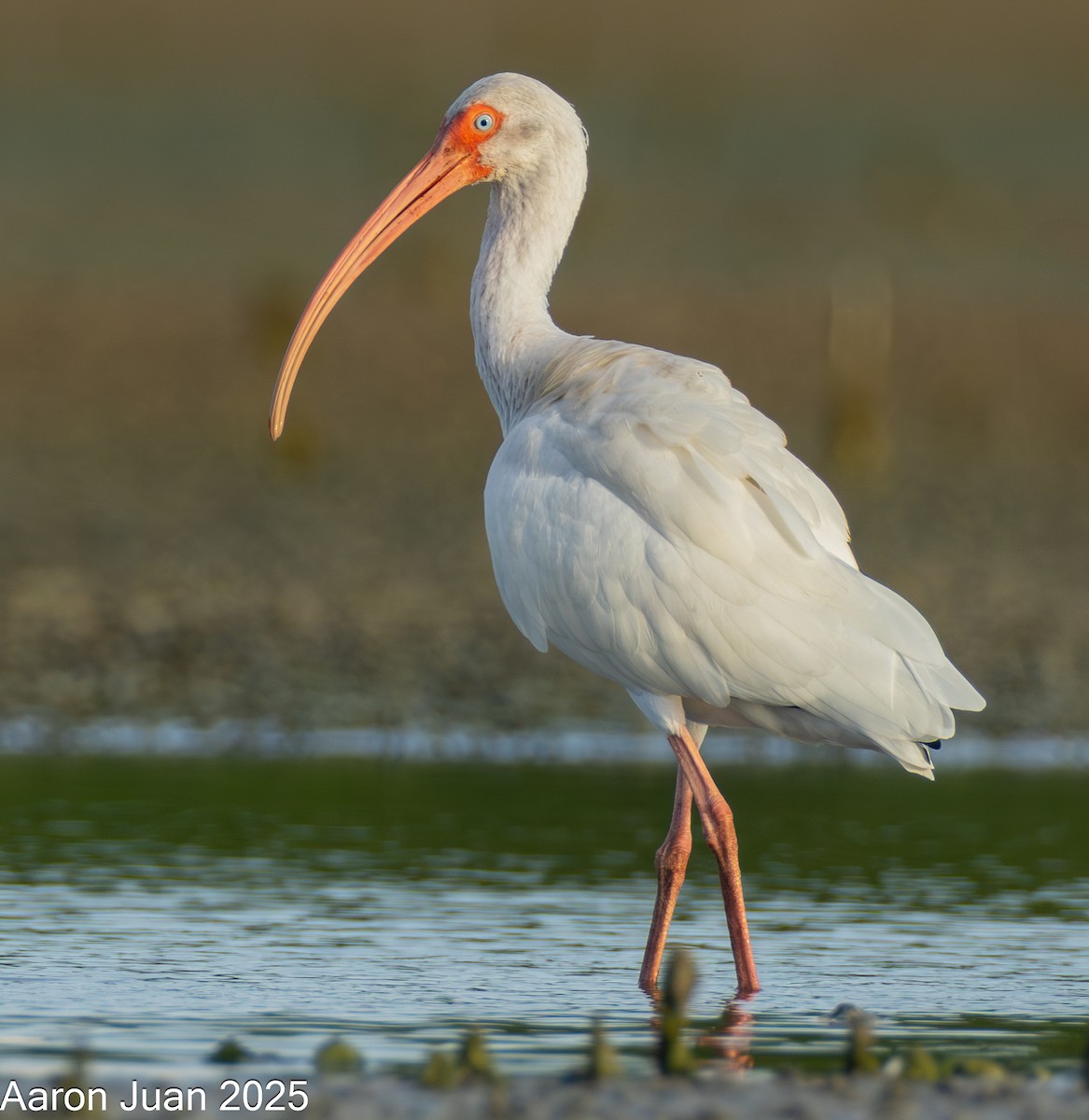 Ak Aynak - ML646434520