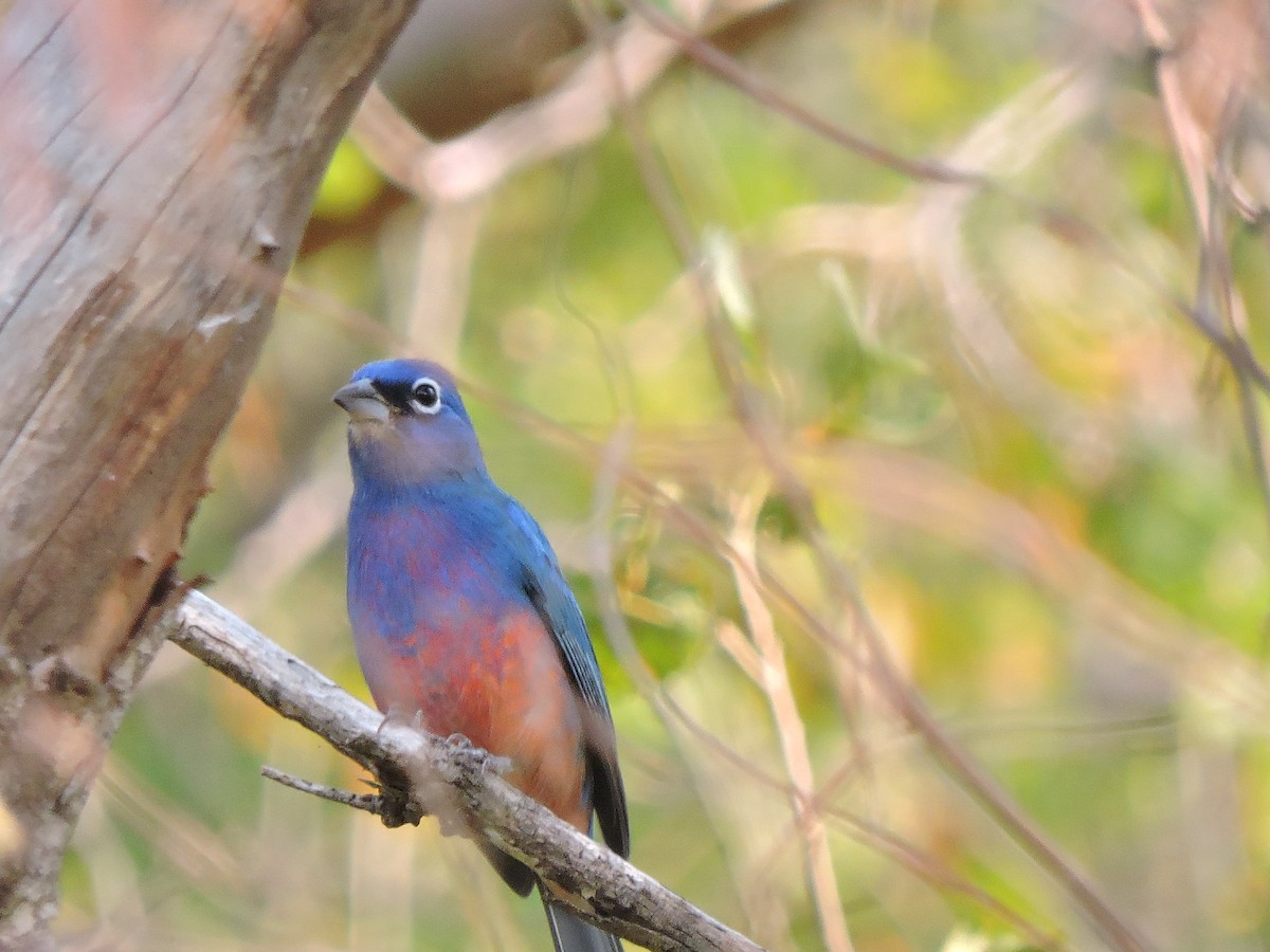 Rose-bellied Bunting - ML646434521