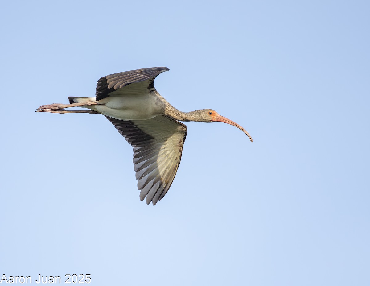 Ak Aynak - ML646434524