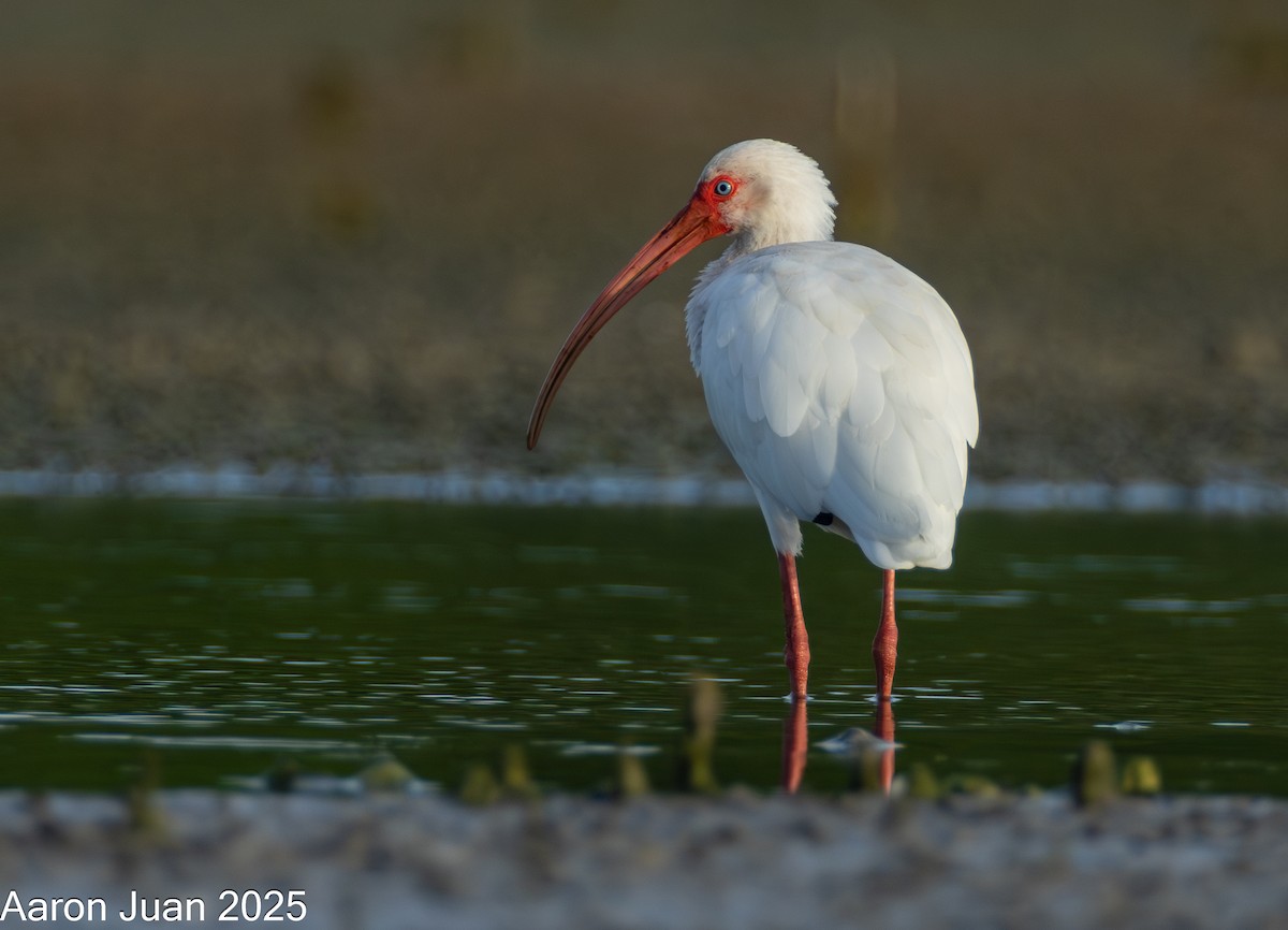 Ak Aynak - ML646434527