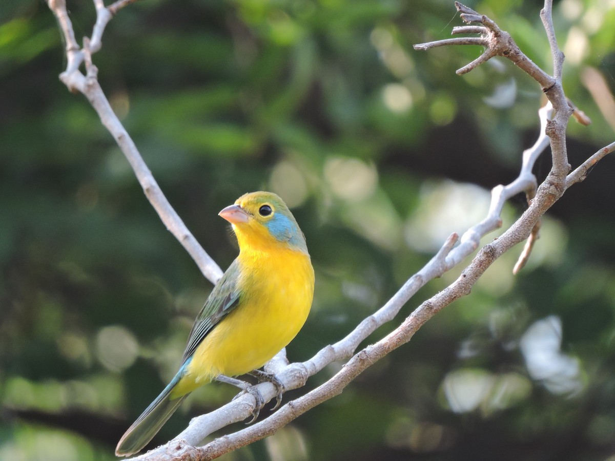 Orange-breasted Bunting - ML646434528
