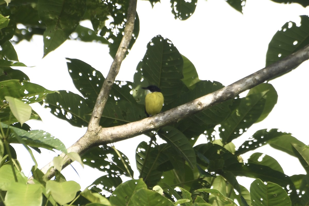 Black-headed Tody-Flycatcher - ML646434530
