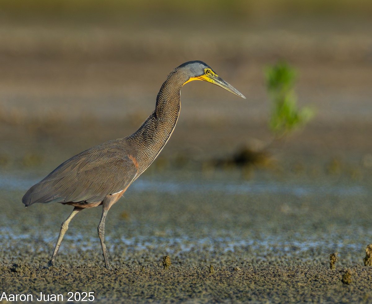 Bare-throated Tiger-Heron - ML646434531
