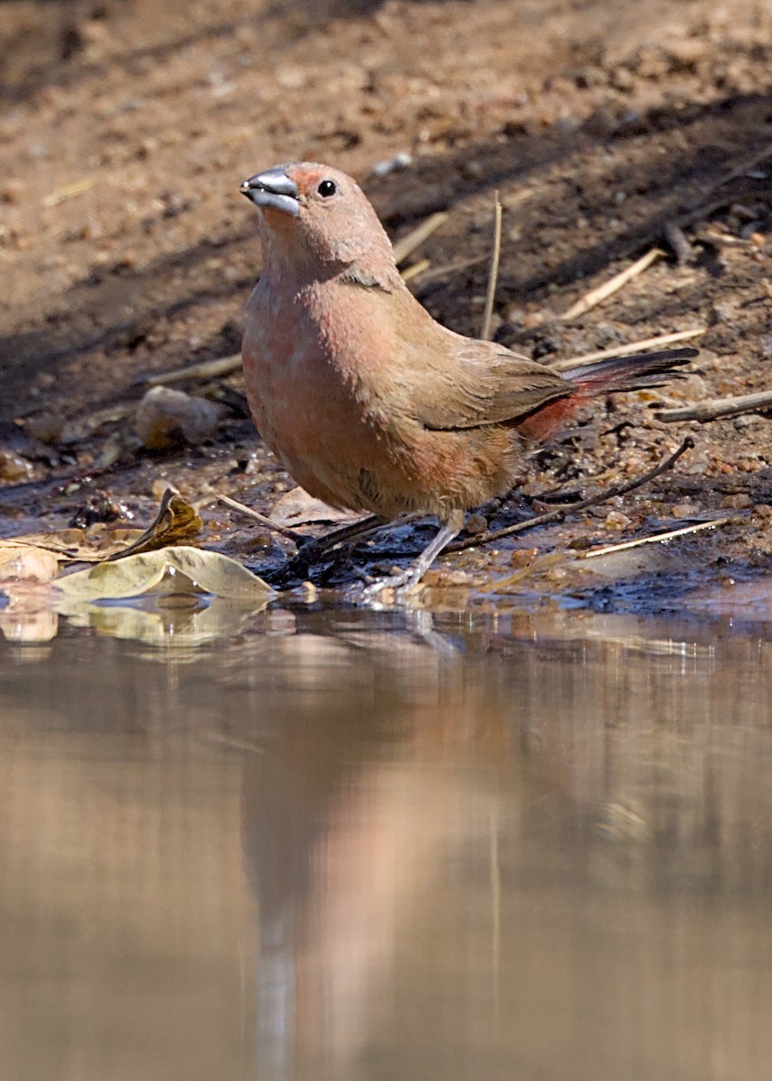Jameson's Firefinch - ML646434532