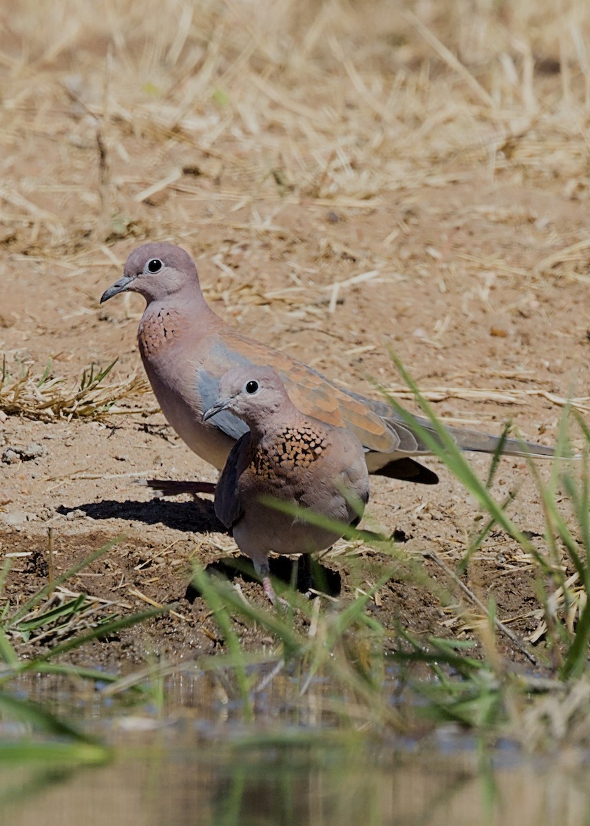 Малая горлица - ML646434537