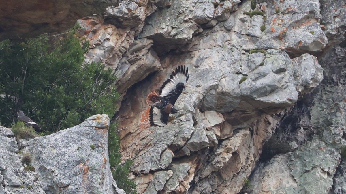 Скальный канюк - ML646434538