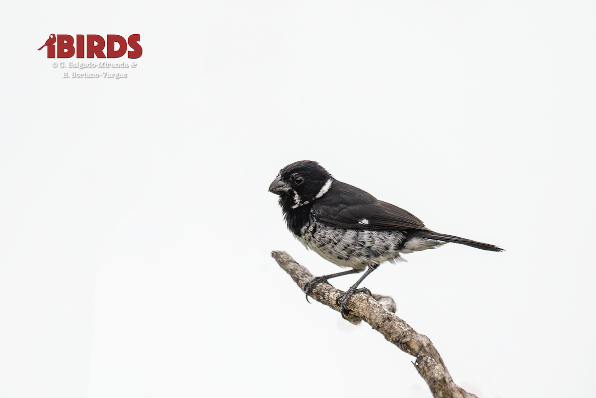 Чёрный просяночник - ML646434539