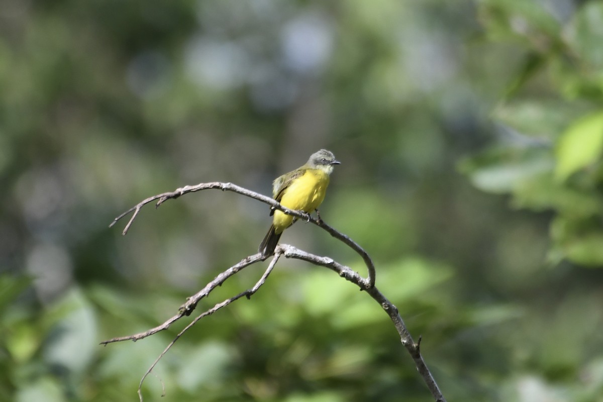 Сероголовый бентеви - ML646434540