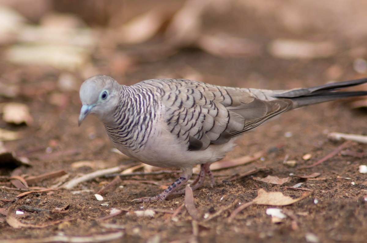 Полосатая горлица - ML646434541