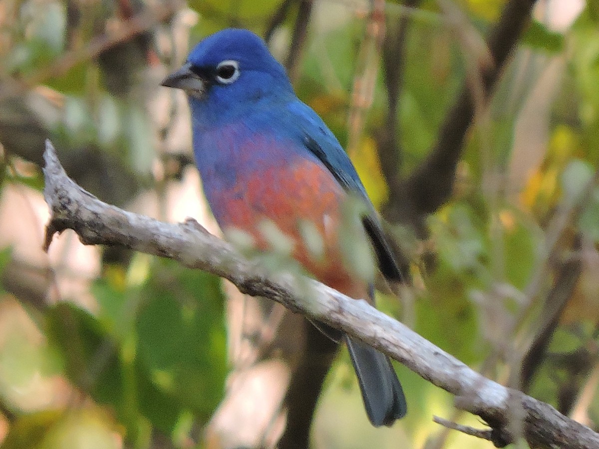 Розовобрюхий колорин - ML646434542