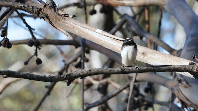 Willie-wagtail - ML646434543