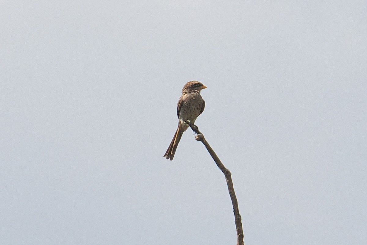 Желтоклювый сорокопут - ML646434544