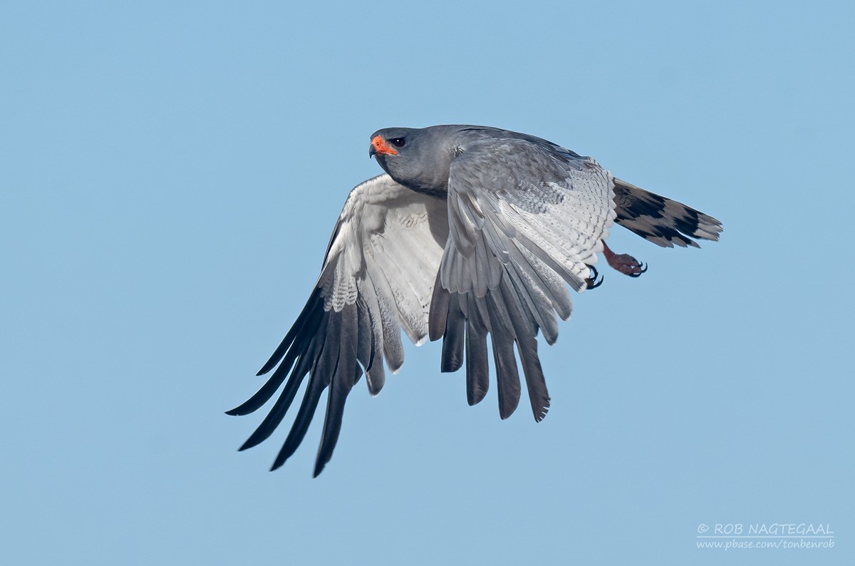 Светлый певчий ястреб - ML646434549