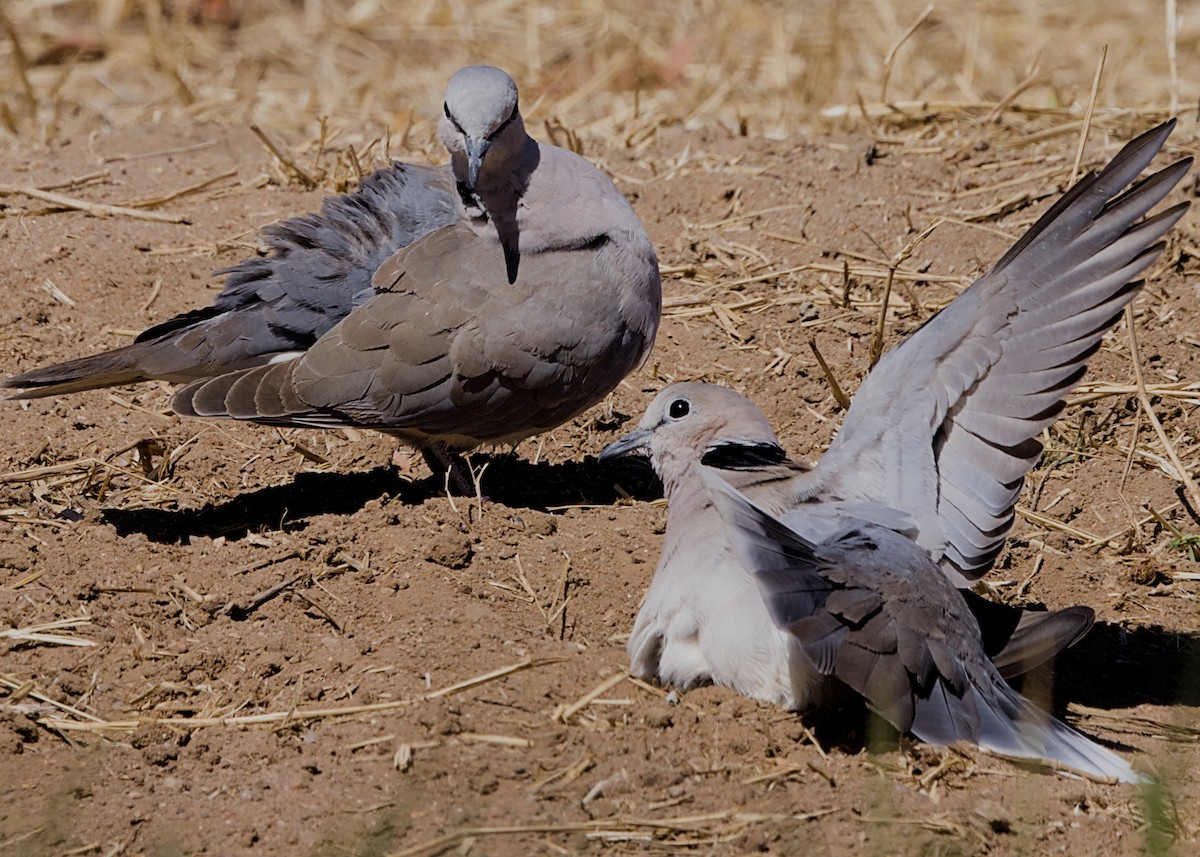 Южноафриканская горлица - ML646434550