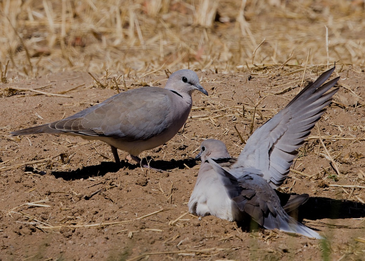 Южноафриканская горлица - ML646434551