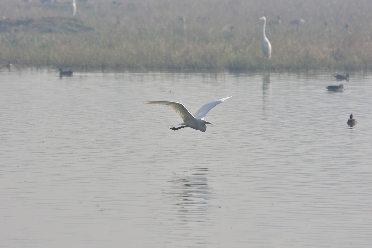 Большая белая цапля - ML646434552