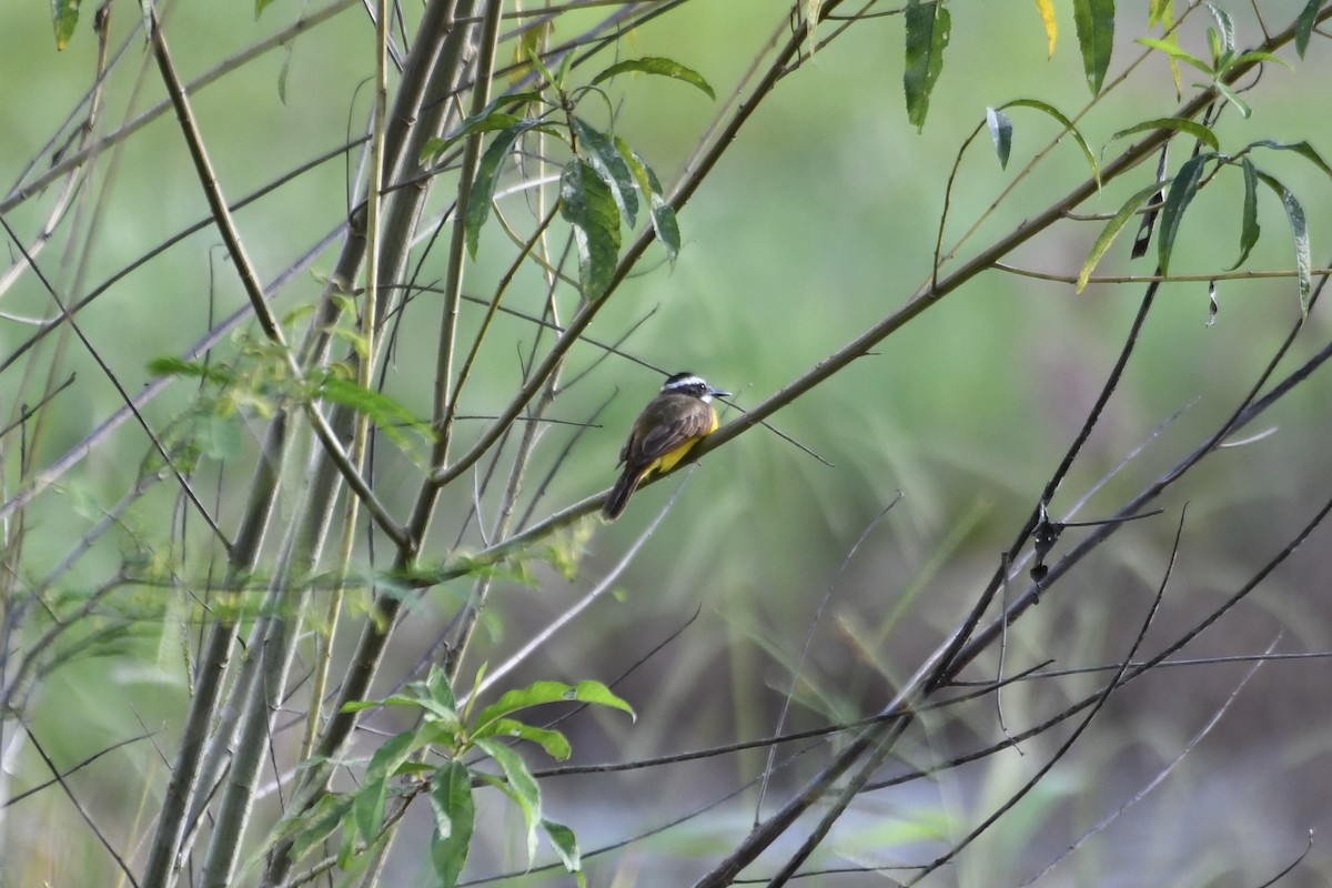 Малый бентеви - ML646434553