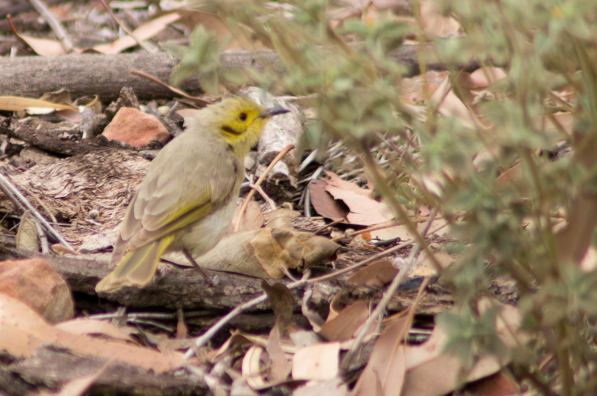 Черноухий медосос - ML646434554