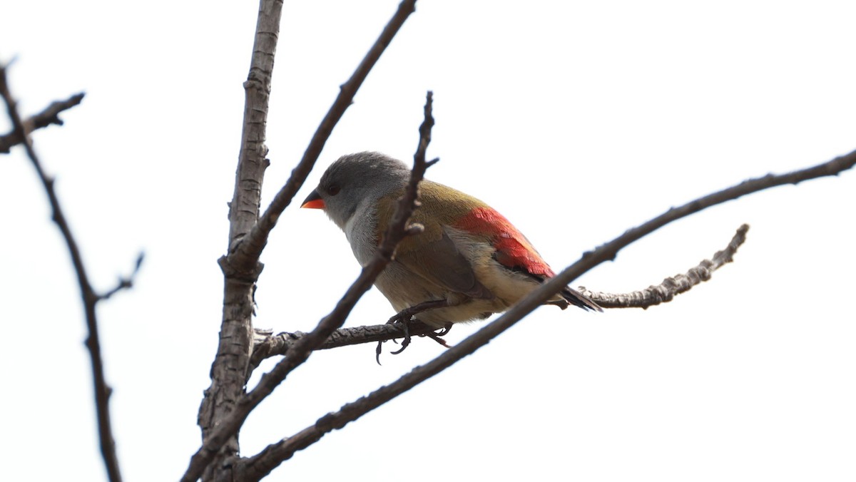 Черногорлый астрильд - ML646434555