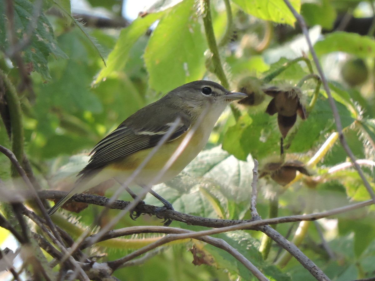 Пеночковый виреон - ML646434556