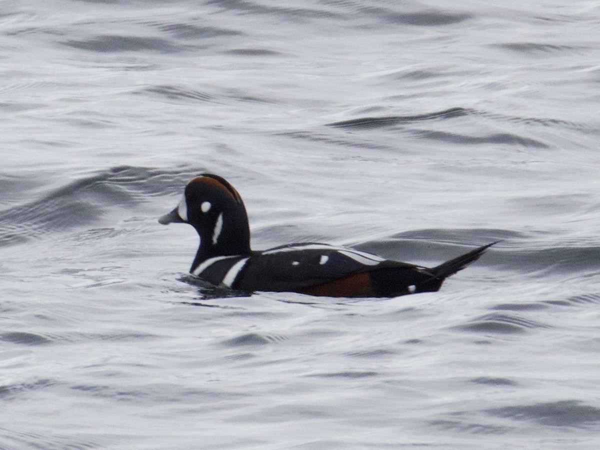 Каменушка - ML646434558